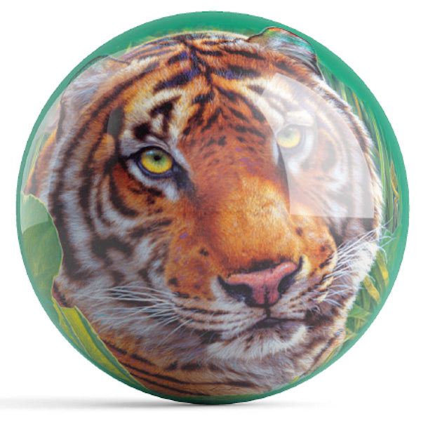African Tiger