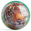 African Tiger